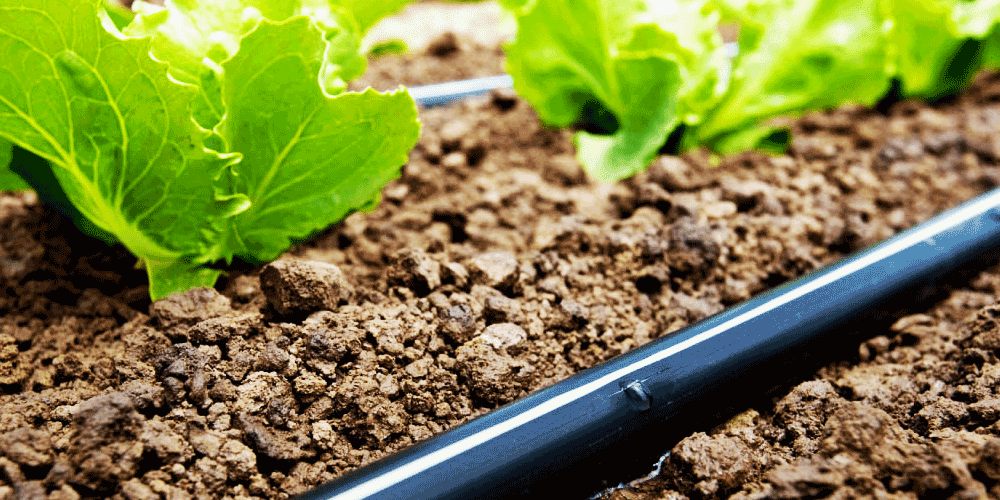 How to inject fertilizer and acid in drip irrigation system and Babylon